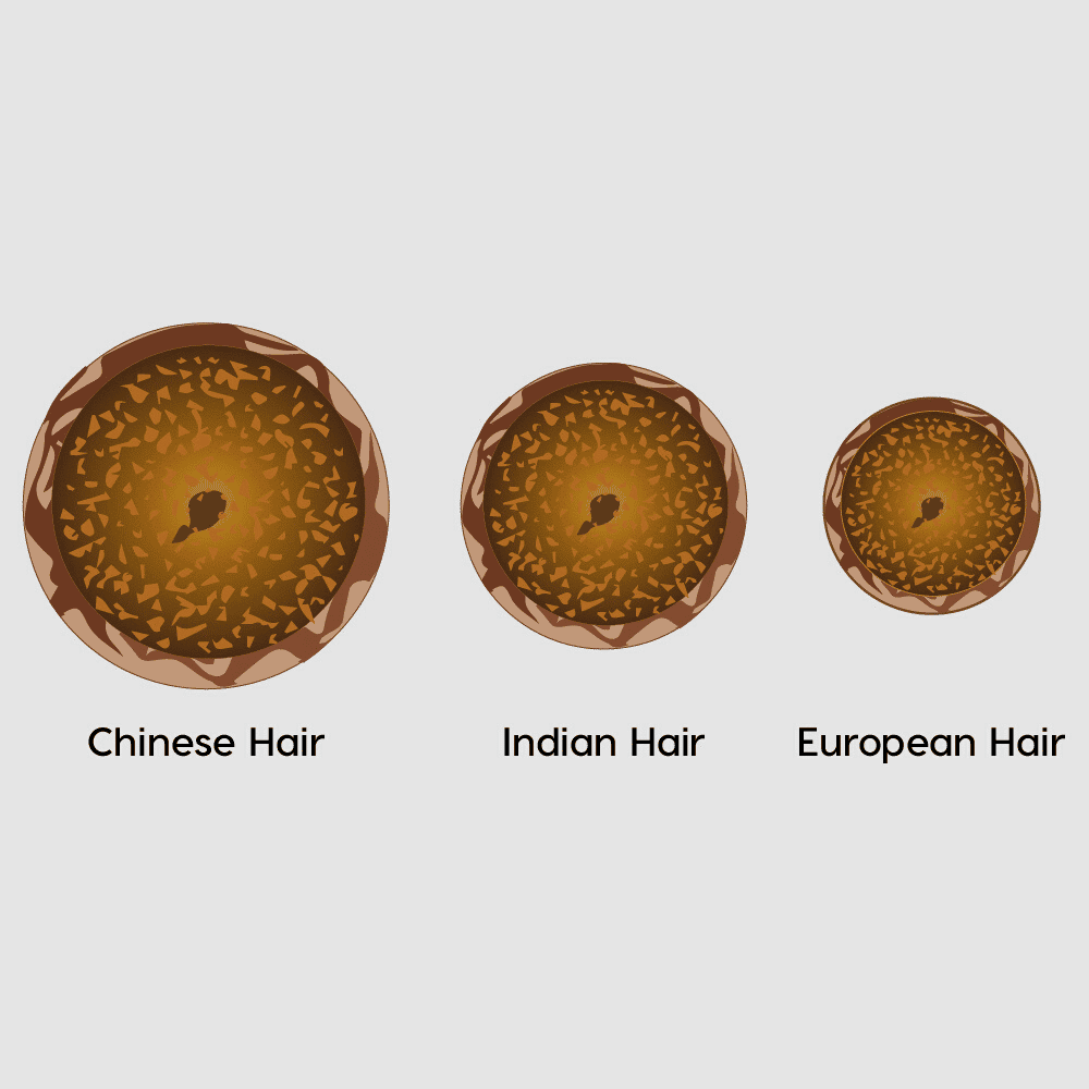 Vergleich von europäischem Haar, indischem Haar und chinesischem Haar